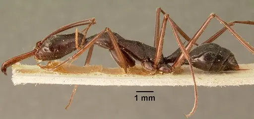 Odontomachus coquereli specimen CASENT0101986 image casent0101986_3
