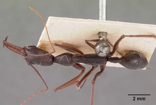 Odontomachus coquereli specimen CASENT0102019 image casent0102019_1