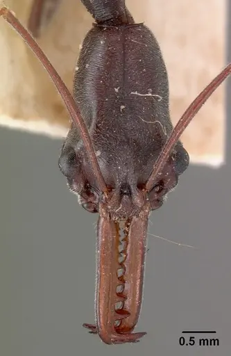 Odontomachus coquereli specimen CASENT0102019 image casent0102019_2