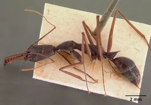 Odontomachus coquereli specimen CASENT0102019 image casent0102019_3