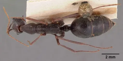 Odontomachus coquereli specimen CASENT0102020 image casent0102020_1