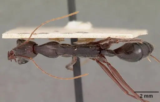 Odontomachus coquereli specimen CASENT0102021 image casent0102021_1