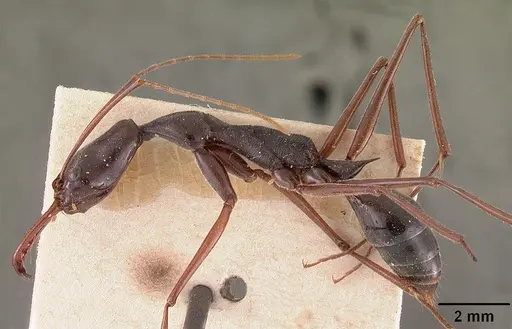 Odontomachus coquereli specimen CASENT0102021 image casent0102021_3