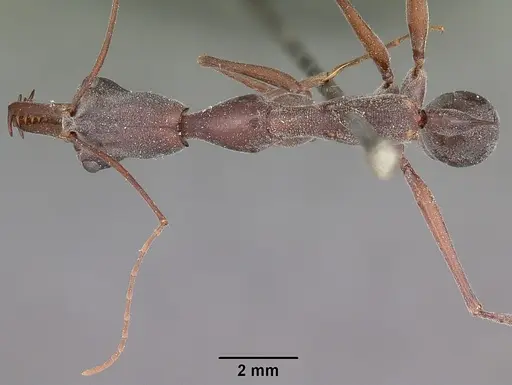 Odontomachus coquereli specimen CASENT0104549 image casent0104549_1