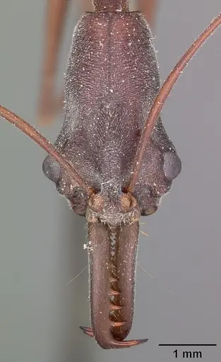 Odontomachus coquereli specimen CASENT0104549 image casent0104549_2