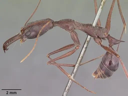 Odontomachus coquereli specimen CASENT0104549 image casent0104549_3