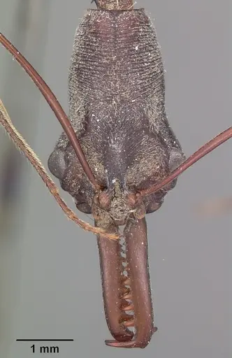 Odontomachus coquereli specimen CASENT0104550 image casent0104550_2