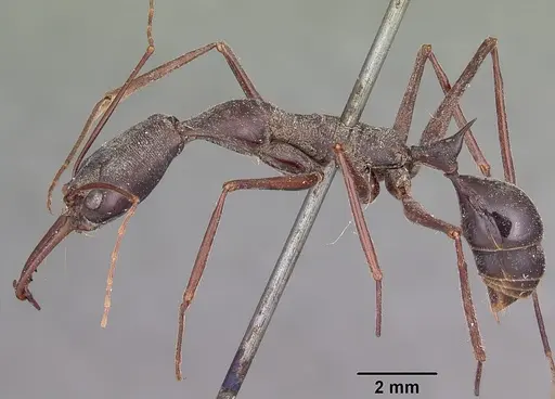 Odontomachus coquereli specimen CASENT0104550 image casent0104550_3