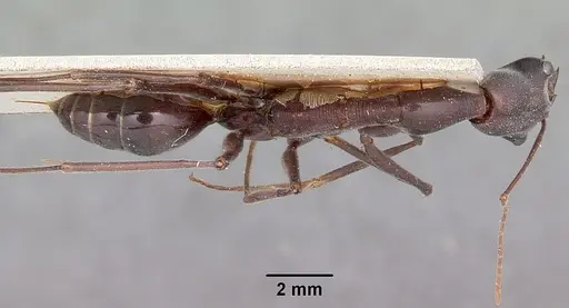 Odontomachus coquereli specimen CASENT0104551 image casent0104551_1