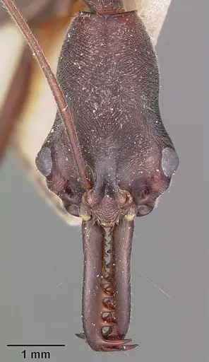 Odontomachus coquereli specimen CASENT0104551 image casent0104551_2