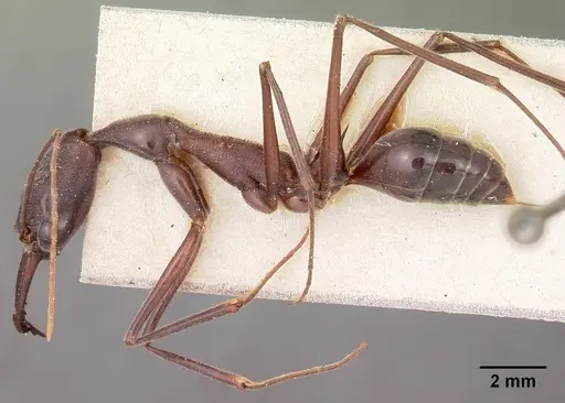 Odontomachus coquereli specimen CASENT0104551 image casent0104551_3