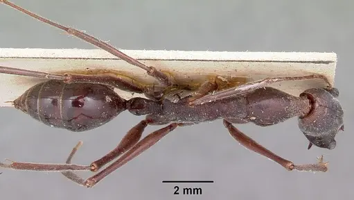 Odontomachus coquereli specimen CASENT0104552 image casent0104552_1