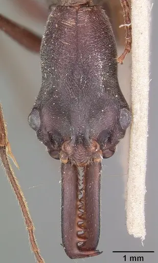 Odontomachus coquereli specimen CASENT0104552 image casent0104552_2
