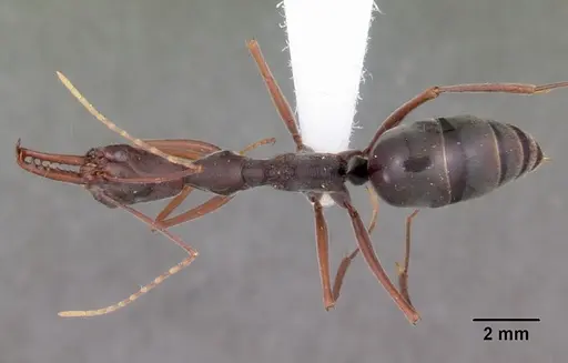 Odontomachus coquereli specimen CASENT0104947 image casent0104947_1