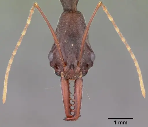 Odontomachus coquereli specimen CASENT0104947 image casent0104947_2