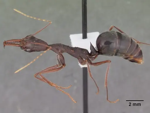 Odontomachus coquereli specimen CASENT0104947 image casent0104947_3
