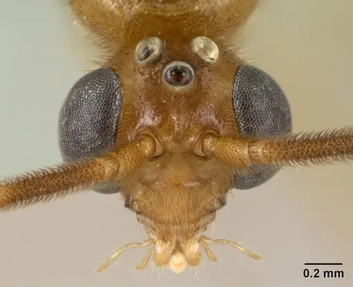 Odontomachus coquereli specimen CASENT0135636 image casent0135636_2