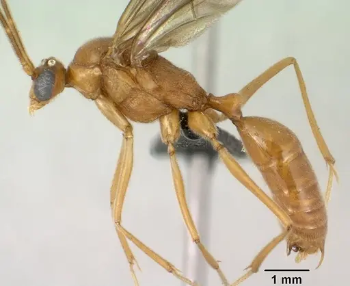 Odontomachus coquereli specimen CASENT0135636 image casent0135636_3