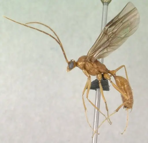 Odontomachus coquereli specimen CASENT0135636 image casent0135636_4