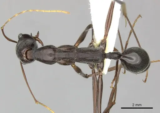 Odontomachus coquereli specimen CASENT0270618 image casent0270618_1
