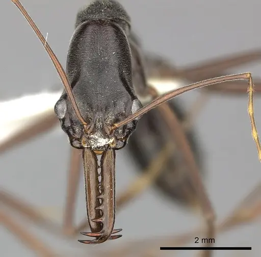 Odontomachus coquereli specimen CASENT0270618 image casent0270618_2
