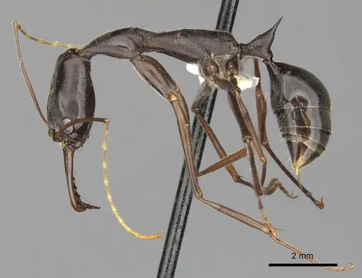 Odontomachus coquereli specimen CASENT0270618 image casent0270618_3