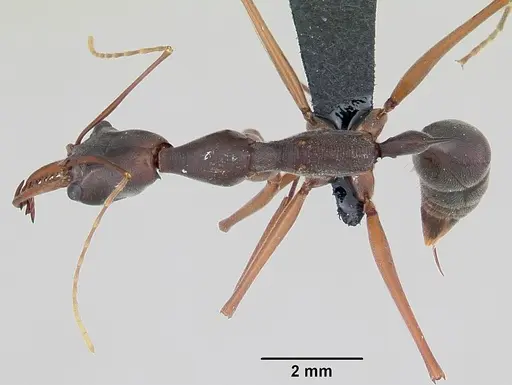 Odontomachus coquereli specimen CASENT0499525 image casent0499525_1