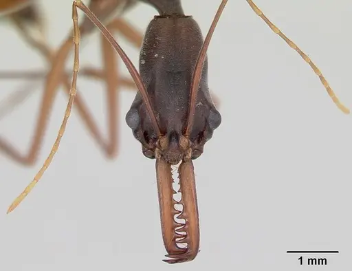 Odontomachus coquereli specimen CASENT0499525 image casent0499525_2