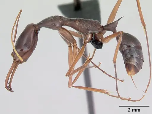 Odontomachus coquereli specimen CASENT0499525 image casent0499525_3