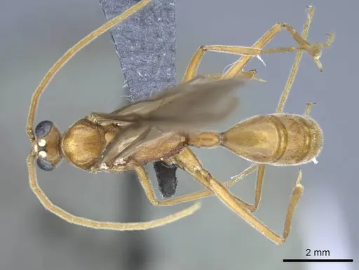 Odontomachus coquereli specimen CASENT0740609 image casent0740609_1