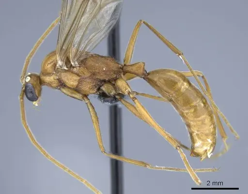 Odontomachus coquereli specimen CASENT0740609 image casent0740609_2