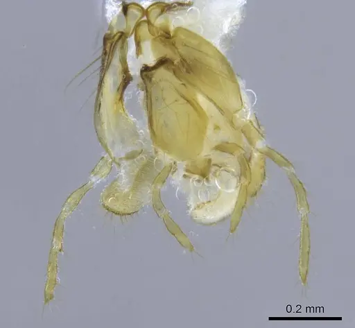 Odontomachus coquereli specimen CASENT0740610 image casent0740610_1