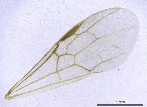 Odontomachus coquereli specimen CASENT0740610 image casent0740610_2