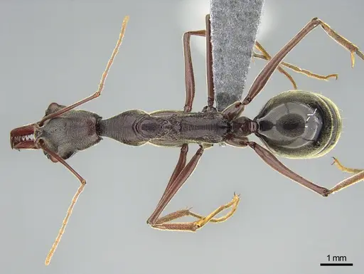 Odontomachus coquereli specimen CASENT0745879 image casent0745879_1
