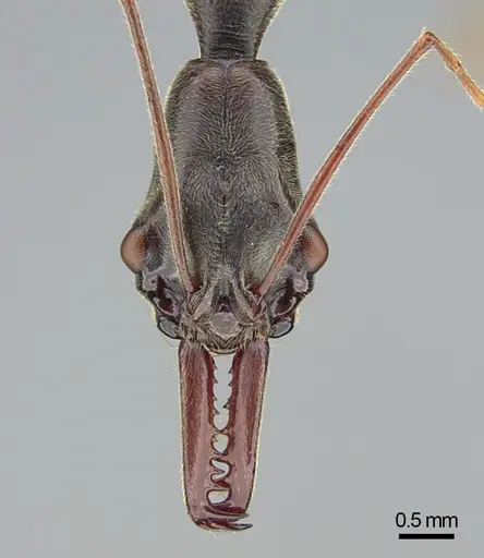 Odontomachus coquereli specimen CASENT0745879 image casent0745879_2