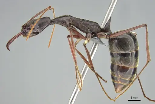 Odontomachus coquereli specimen CASENT0745879 image casent0745879_3