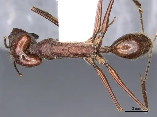 Odontomachus cornutus specimen CASENT0901974 image casent0901974_1