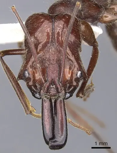 Odontomachus cornutus specimen CASENT0901974 image casent0901974_2