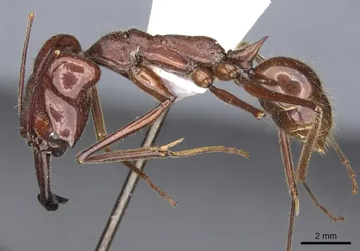 Odontomachus cornutus specimen CASENT0901974 image casent0901974_3