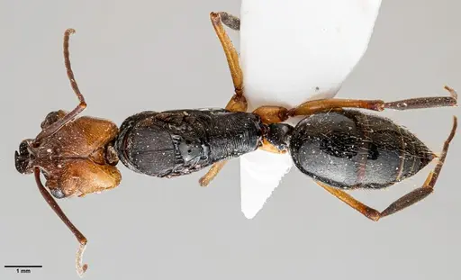 Odontomachus erythrocephalus specimen ANTWEB1060653 image antweb1060653_1