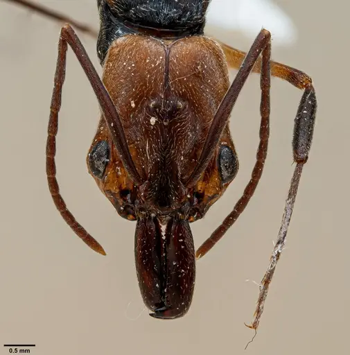 Odontomachus erythrocephalus specimen ANTWEB1060653 image antweb1060653_2