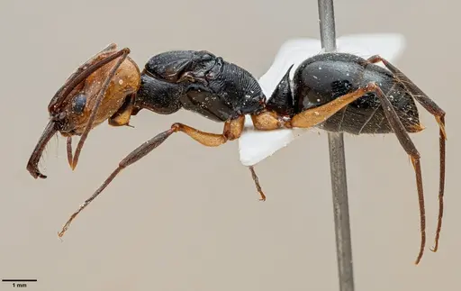 Odontomachus erythrocephalus specimen ANTWEB1060653 image antweb1060653_3
