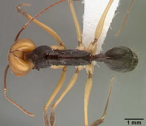 Odontomachus erythrocephalus specimen CASENT0010636 image casent0010636_1