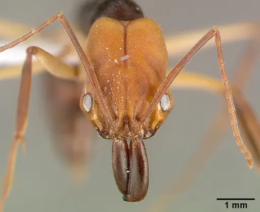 Odontomachus erythrocephalus specimen CASENT0010636 image casent0010636_2