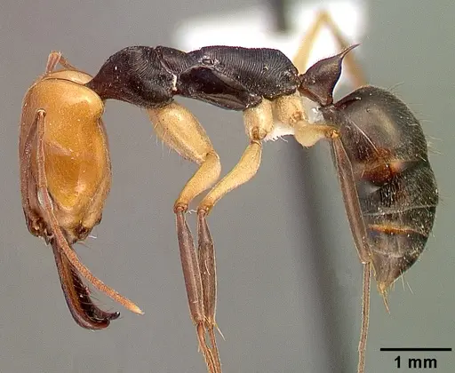 Odontomachus erythrocephalus specimen CASENT0010636 image casent0010636_3