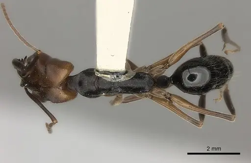 Odontomachus erythrocephalus specimen CASENT0217538 image casent0217538_1
