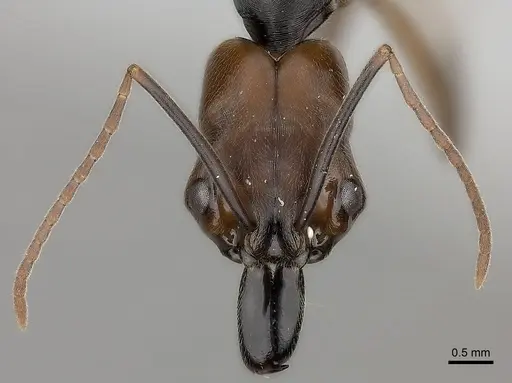 Odontomachus erythrocephalus specimen CASENT0217538 image casent0217538_2