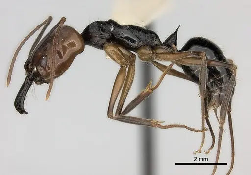 Odontomachus erythrocephalus specimen CASENT0217538 image casent0217538_3