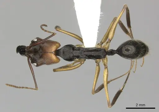Odontomachus erythrocephalus specimen CASENT0270604 image casent0270604_1