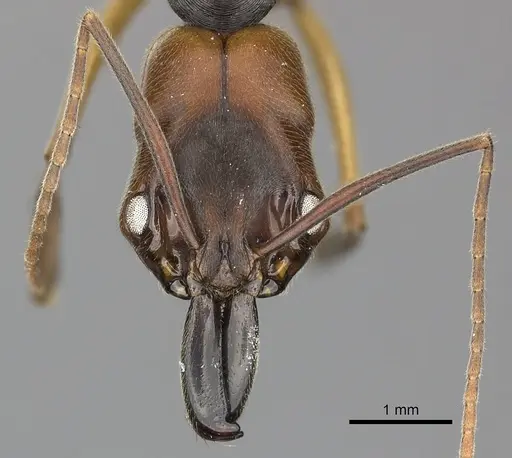 Odontomachus erythrocephalus specimen CASENT0270604 image casent0270604_2